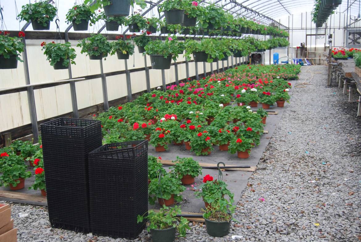 DSC_1273-plant-greenhouse.jpg
