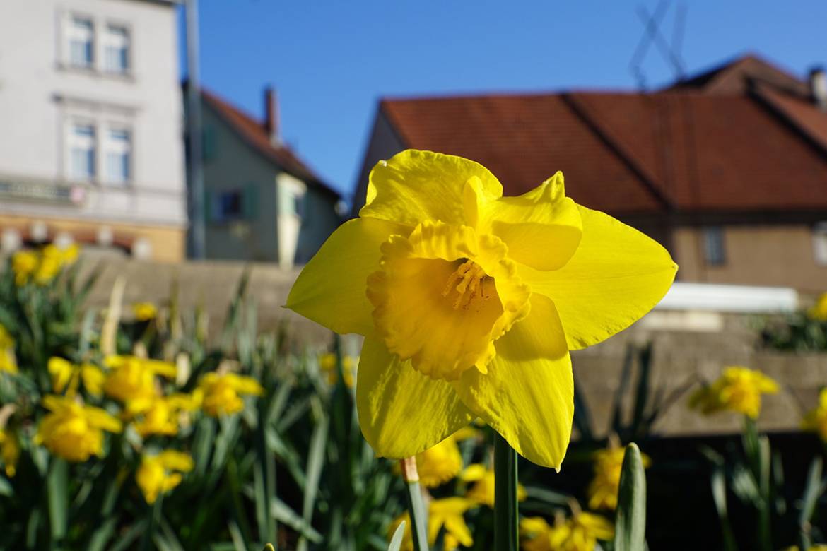 daffodils-spring-2022.jpg